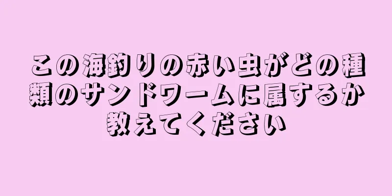 この海釣りの赤い虫がどの種類のサンドワームに属するか教えてください