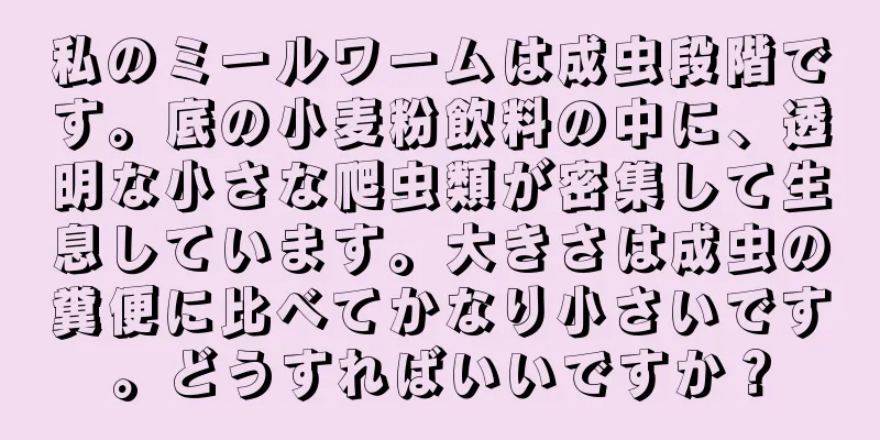 私のミールワームは成虫段階です。底の小麦粉飲料の中に、透明な小さな爬虫類が密集して生息しています。大きさは成虫の糞便に比べてかなり小さいです。どうすればいいですか？