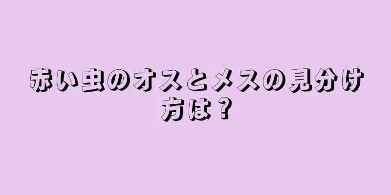 赤い虫のオスとメスの見分け方は？
