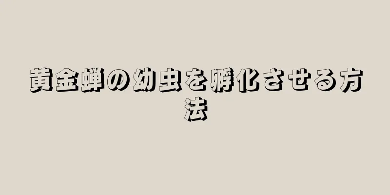 黄金蝉の幼虫を孵化させる方法