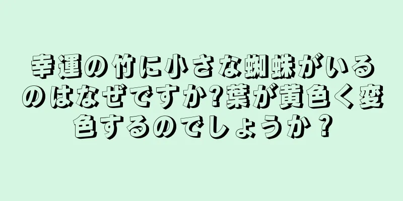 幸運の竹に小さな蜘蛛がいるのはなぜですか?葉が黄色く変色するのでしょうか？