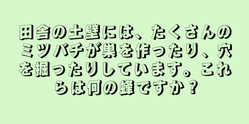 田舎の土壁には、たくさんのミツバチが巣を作ったり、穴を掘ったりしています。これらは何の蜂ですか？
