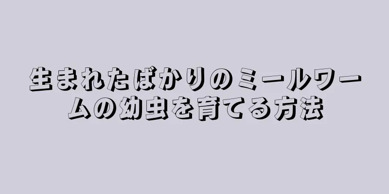 生まれたばかりのミールワームの幼虫を育てる方法