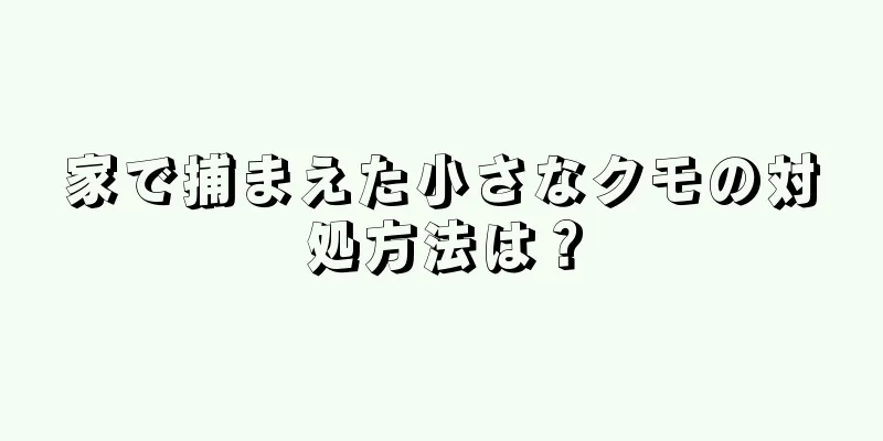 家で捕まえた小さなクモの対処方法は？