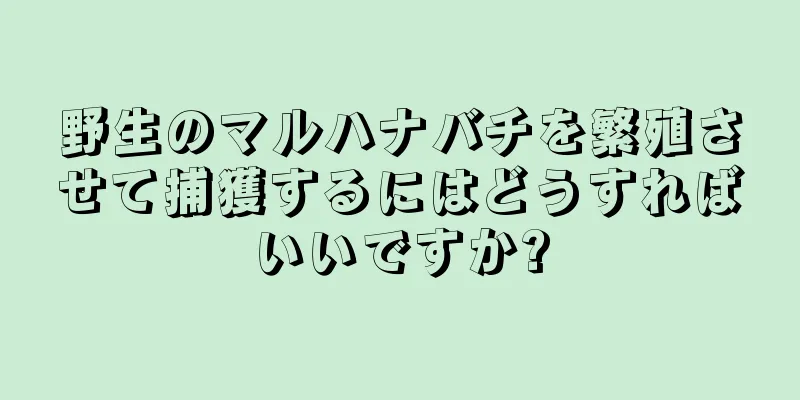 野生のマルハナバチを繁殖させて捕獲するにはどうすればいいですか?