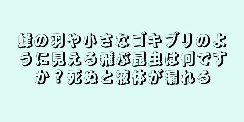 蜂の羽や小さなゴキブリのように見える飛ぶ昆虫は何ですか？死ぬと液体が漏れる