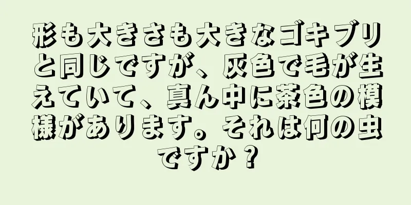 形も大きさも大きなゴキブリと同じですが、灰色で毛が生えていて、真ん中に茶色の模様があります。それは何の虫ですか？