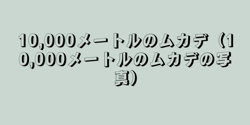 10,000メートルのムカデ（10,000メートルのムカデの写真）