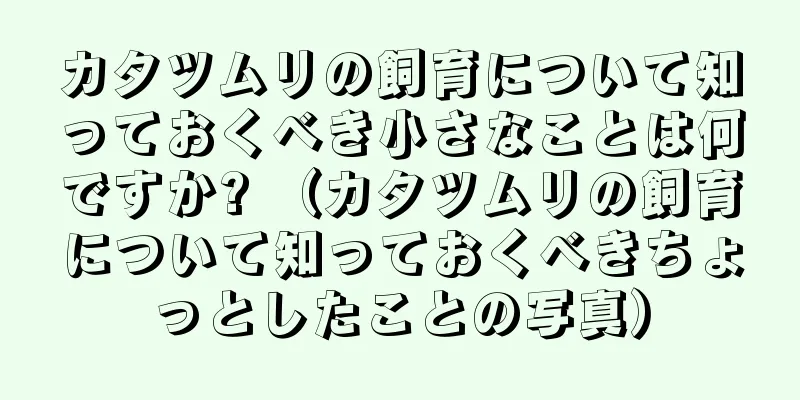 カタツムリの飼育について知っておくべき小さなことは何ですか? （カタツムリの飼育について知っておくべきちょっとしたことの写真）