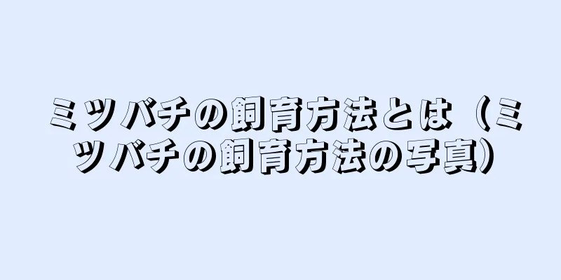 ミツバチの飼育方法とは（ミツバチの飼育方法の写真）
