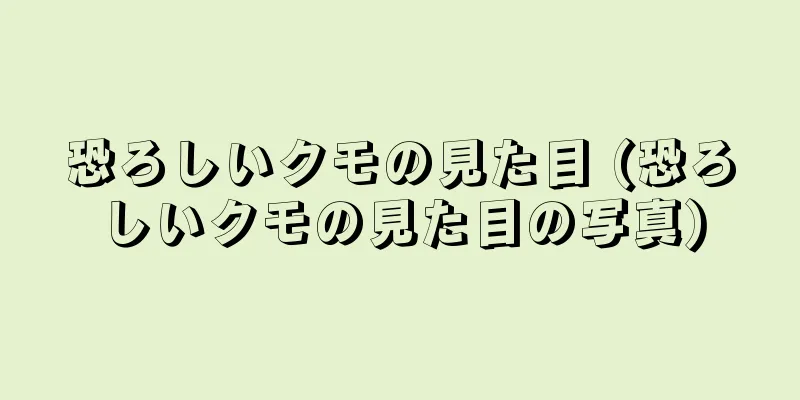 恐ろしいクモの見た目 (恐ろしいクモの見た目の写真)