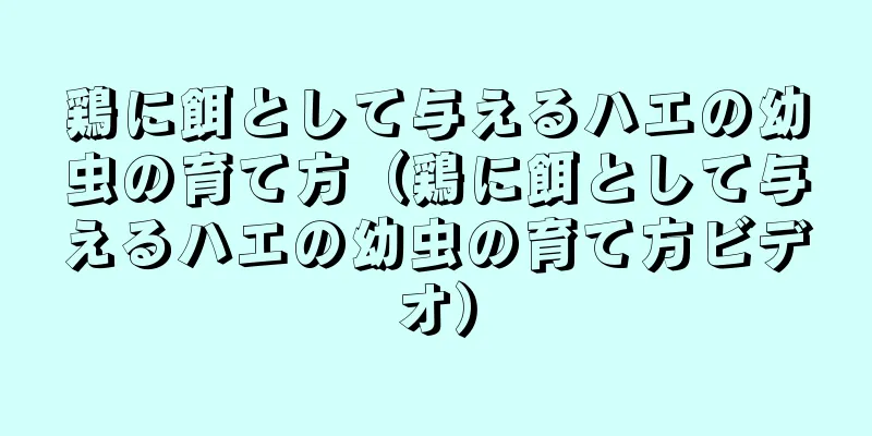 鶏に餌として与えるハエの幼虫の育て方（鶏に餌として与えるハエの幼虫の育て方ビデオ）