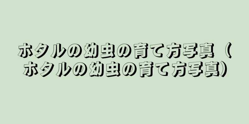 ホタルの幼虫の育て方写真（ホタルの幼虫の育て方写真）