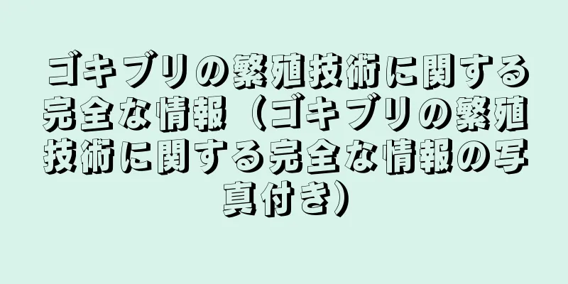ゴキブリの繁殖技術に関する完全な情報（ゴキブリの繁殖技術に関する完全な情報の写真付き）