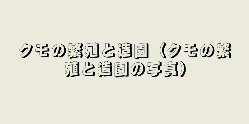 クモの繁殖と造園（クモの繁殖と造園の写真）