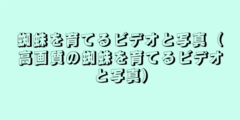 蜘蛛を育てるビデオと写真（高画質の蜘蛛を育てるビデオと写真）