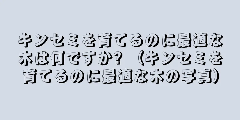 キンセミを育てるのに最適な木は何ですか? （キンセミを育てるのに最適な木の写真）
