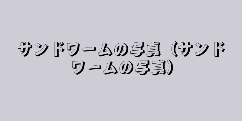 サンドワームの写真（サンドワームの写真）