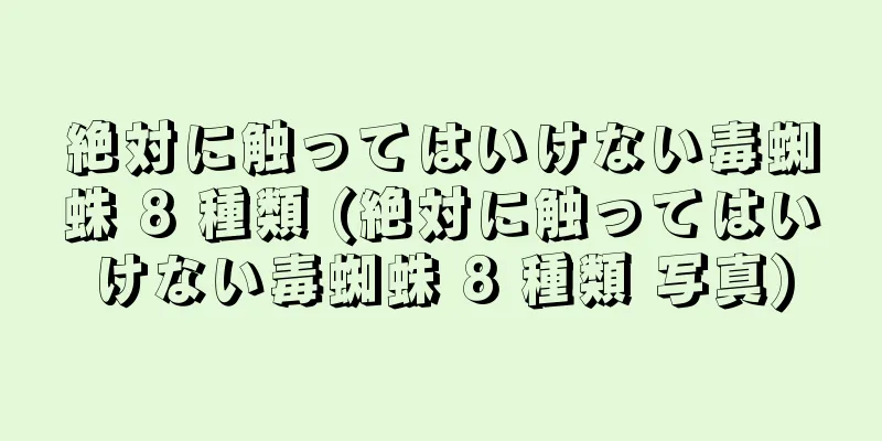 絶対に触ってはいけない毒蜘蛛 8 種類 (絶対に触ってはいけない毒蜘蛛 8 種類 写真)