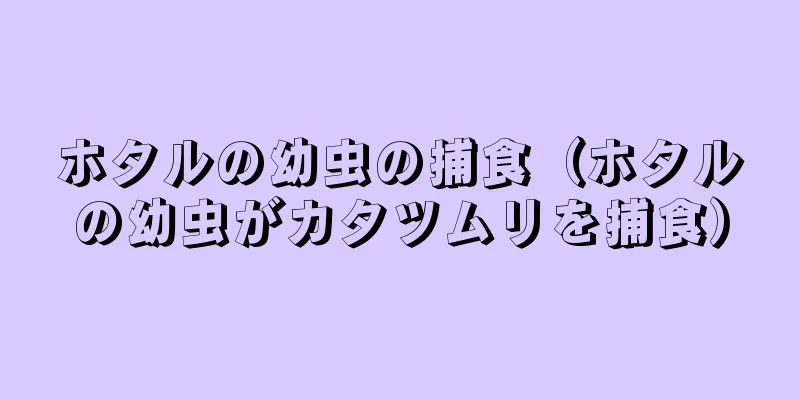 ホタルの幼虫の捕食（ホタルの幼虫がカタツムリを捕食）
