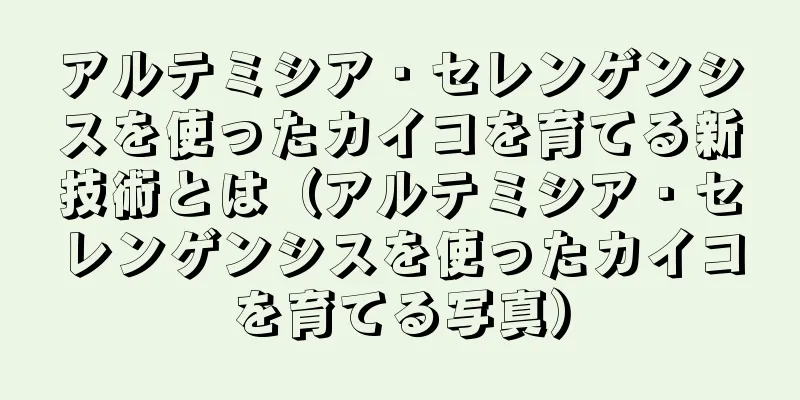 アルテミシア・セレンゲンシスを使ったカイコを育てる新技術とは（アルテミシア・セレンゲンシスを使ったカイコを育てる写真）