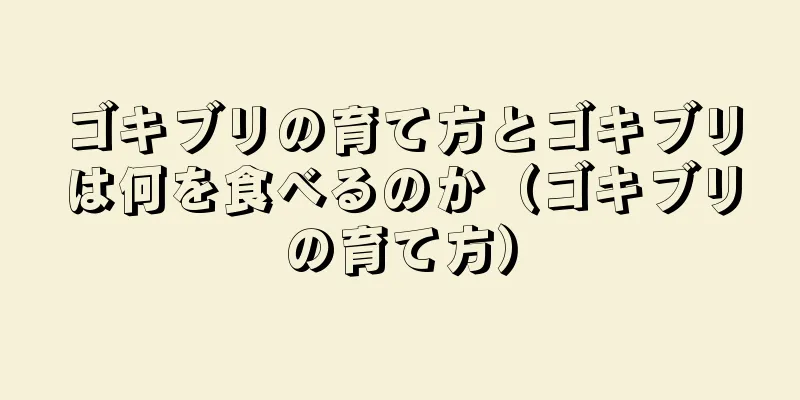 ゴキブリの育て方とゴキブリは何を食べるのか（ゴキブリの育て方）