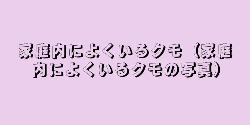 家庭内によくいるクモ（家庭内によくいるクモの写真）