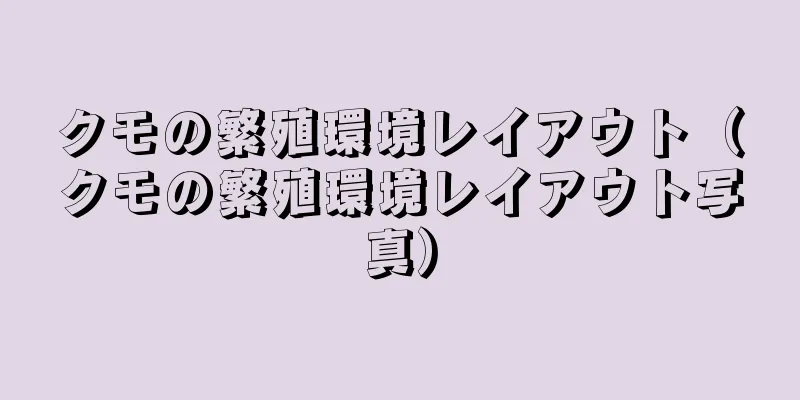 クモの繁殖環境レイアウト（クモの繁殖環境レイアウト写真）