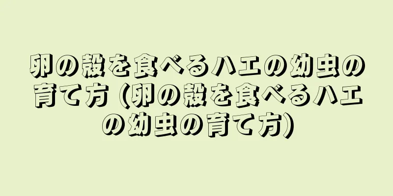 卵の殻を食べるハエの幼虫の育て方 (卵の殻を食べるハエの幼虫の育て方)