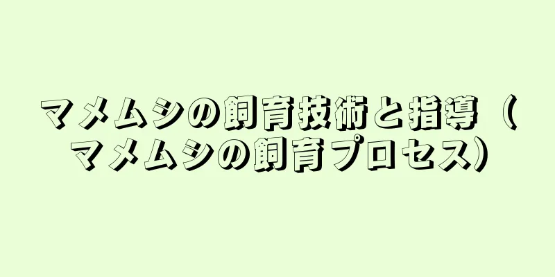 マメムシの飼育技術と指導（マメムシの飼育プロセス）