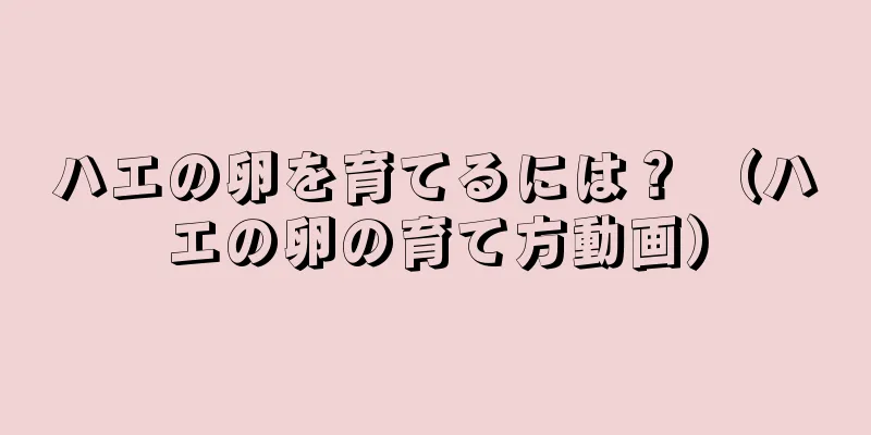 ハエの卵を育てるには？ （ハエの卵の育て方動画）