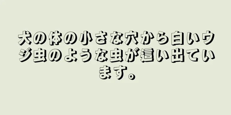 犬の体の小さな穴から白いウジ虫のような虫が這い出ています。