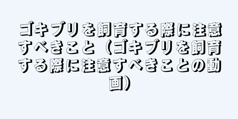 ゴキブリを飼育する際に注意すべきこと（ゴキブリを飼育する際に注意すべきことの動画）