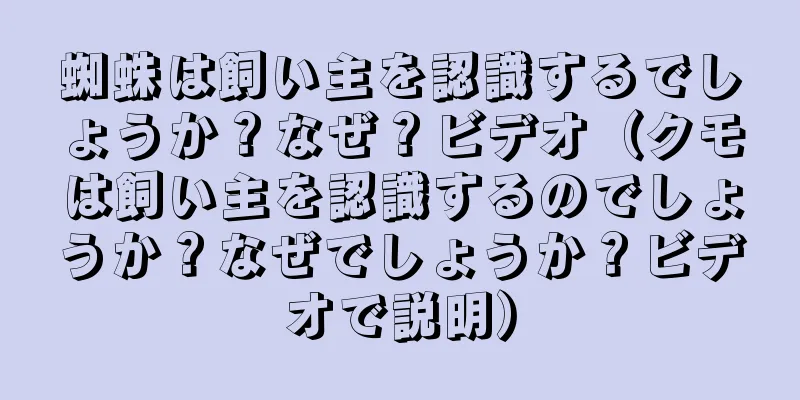 蜘蛛は飼い主を認識するでしょうか？なぜ？ビデオ（クモは飼い主を認識するのでしょうか？なぜでしょうか？ビデオで説明）