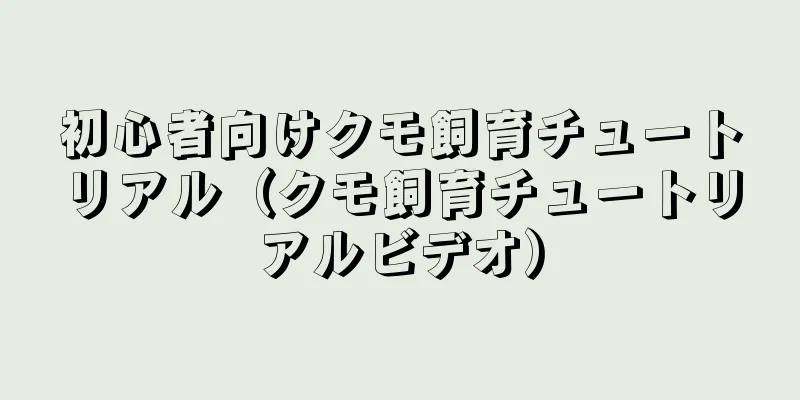 初心者向けクモ飼育チュートリアル（クモ飼育チュートリアルビデオ）