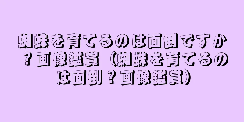 蜘蛛を育てるのは面倒ですか？画像鑑賞（蜘蛛を育てるのは面倒？画像鑑賞）