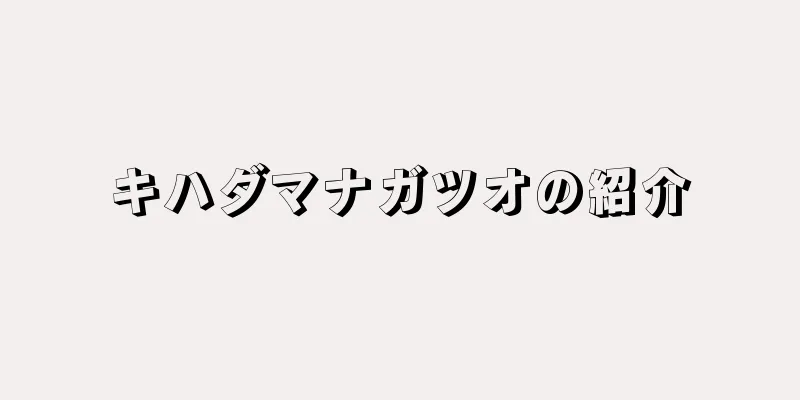 キハダマナガツオの紹介