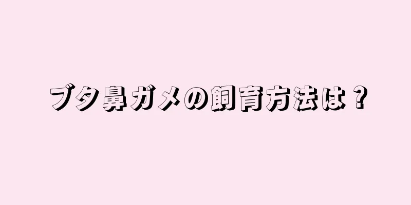 ブタ鼻ガメの飼育方法は？