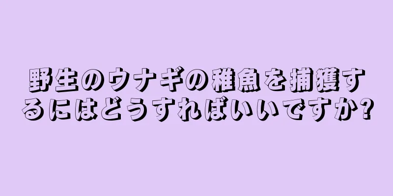 野生のウナギの稚魚を捕獲するにはどうすればいいですか?