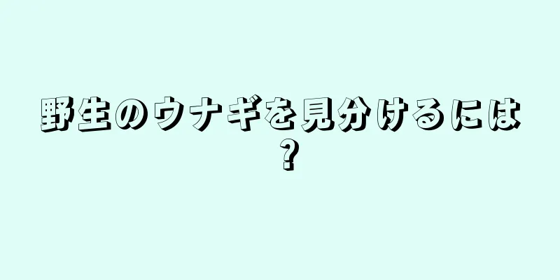 野生のウナギを見分けるには？