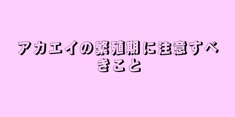 アカエイの繁殖期に注意すべきこと
