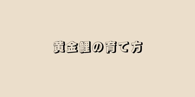 黄金鯉の育て方