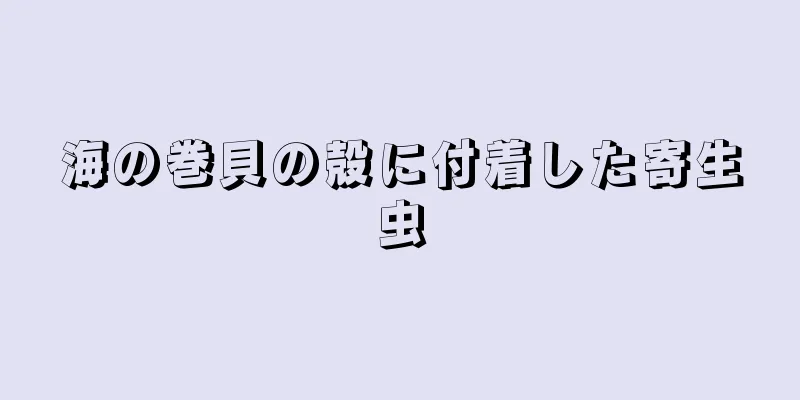 海の巻貝の殻に付着した寄生虫