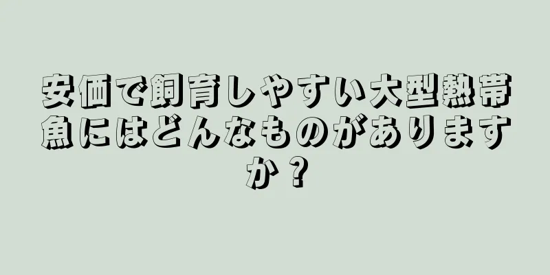 安価で飼育しやすい大型熱帯魚にはどんなものがありますか？
