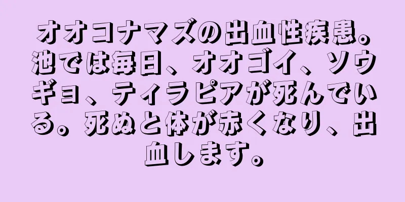オオコナマズの出血性疾患。池では毎日、オオゴイ、ソウギョ、ティラピアが死んでいる。死ぬと体が赤くなり、出血します。