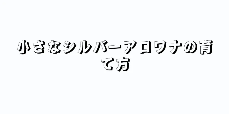 小さなシルバーアロワナの育て方