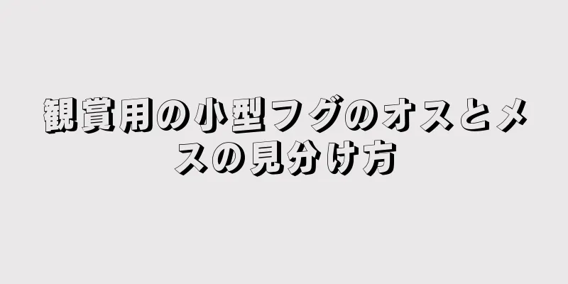 観賞用の小型フグのオスとメスの見分け方