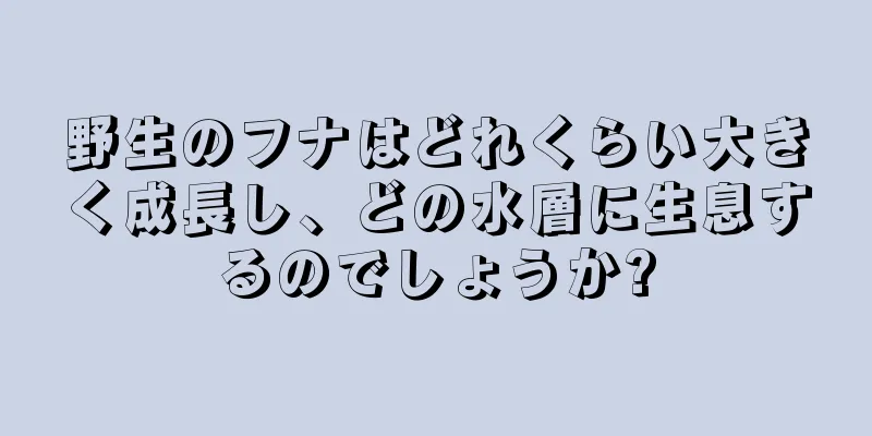 野生のフナはどれくらい大きく成長し、どの水層に生息するのでしょうか?