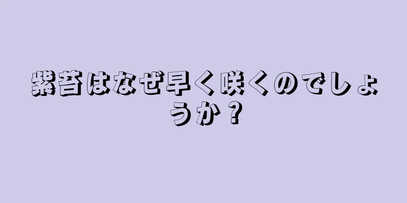 紫苔はなぜ早く咲くのでしょうか？