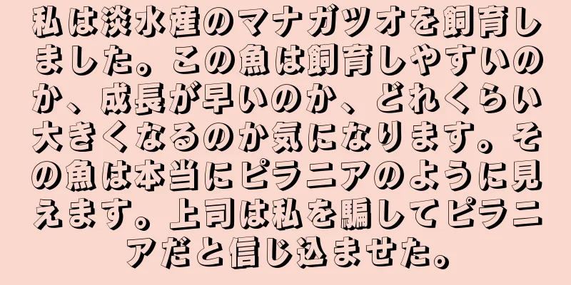 私は淡水産のマナガツオを飼育しました。この魚は飼育しやすいのか、成長が早いのか、どれくらい大きくなるのか気になります。その魚は本当にピラニアのように見えます。上司は私を騙してピラニアだと信じ込ませた。